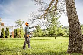 How Our Tree Care Process Works  in  Sidney, MT