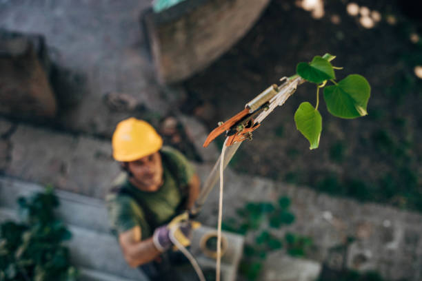 Best Fruit Tree Pruning  in Sidney, MT