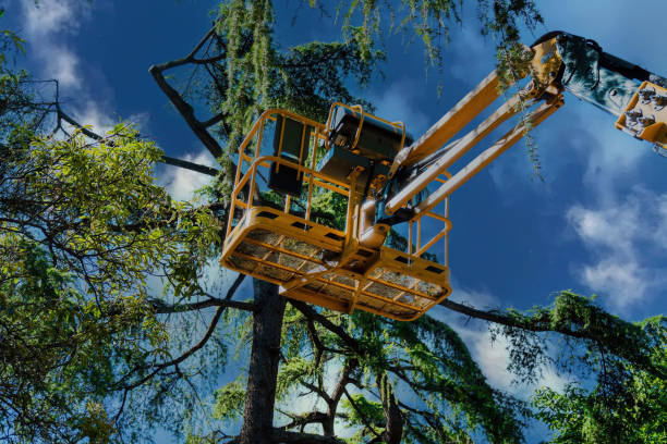 Best Firewood Processing and Delivery  in Sidney, MT