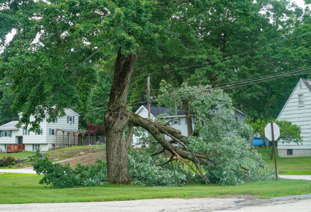 Best Root Management and Removal  in Sidney, MT