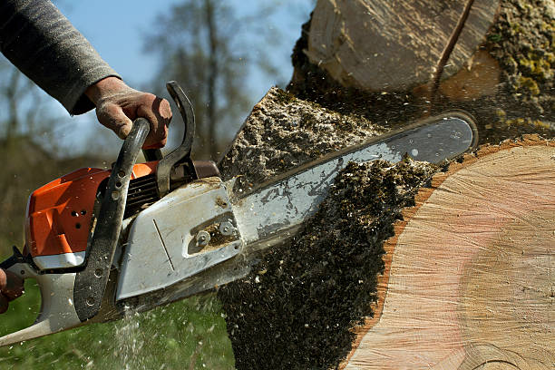 Professional Tree Removal in Sidney, MT