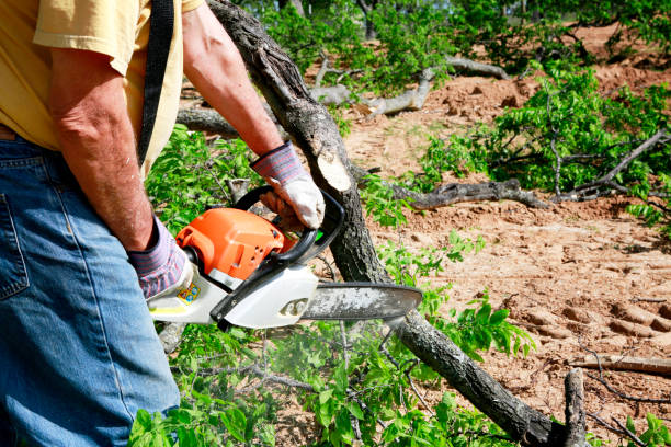 Best Lawn Edging  in Sidney, MT